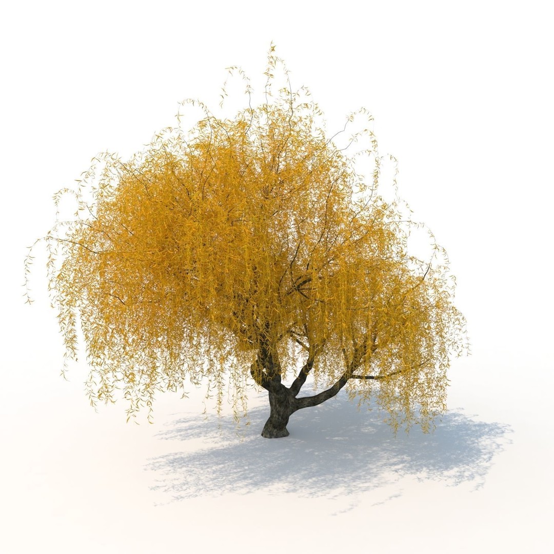 Willow Fall Tree 3D Model – Realistic PBR Asset, FBX, OBJ - View 8