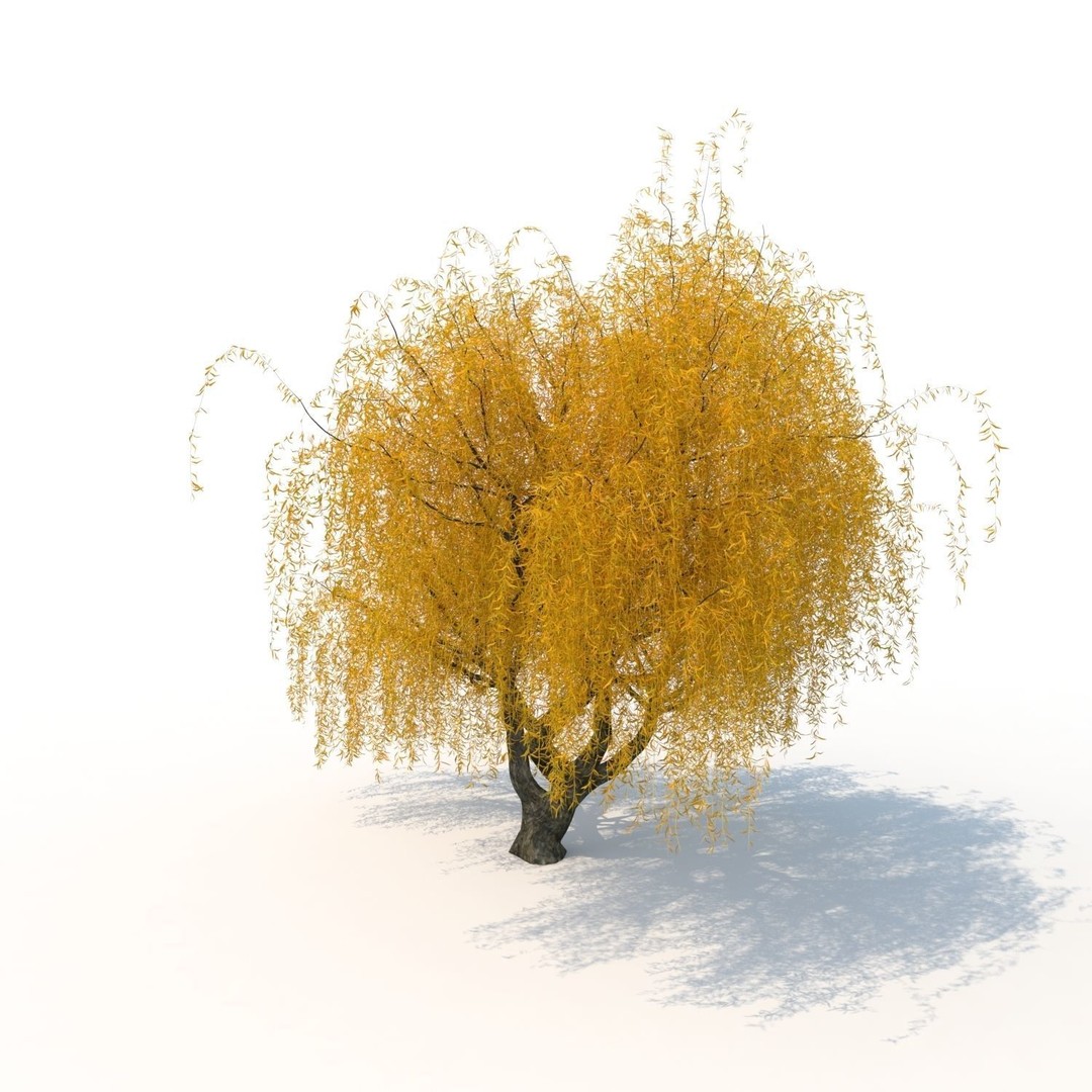 Willow Fall Tree 3D Model – Realistic PBR Asset, FBX, OBJ - View 9