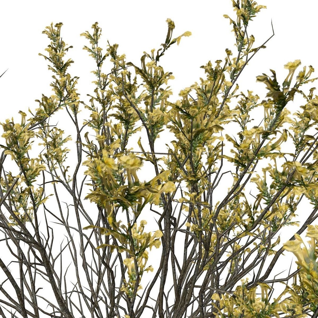 Broom Snakeweed 3D Model – Photorealistic Plant Asset, FBX