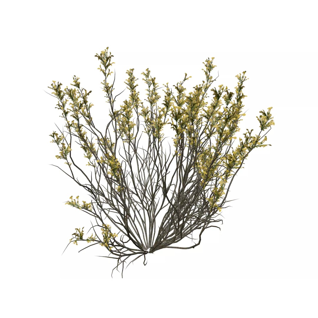 Broom Snakeweed 3D Model – Photorealistic Plant Asset, FBX - View 2