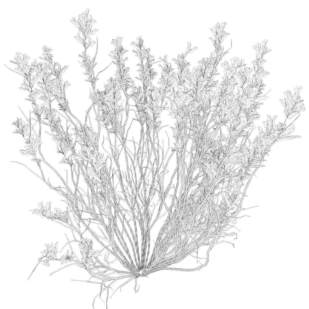 Broom Snakeweed 3D Model – Photorealistic Plant Asset, FBX - View 3