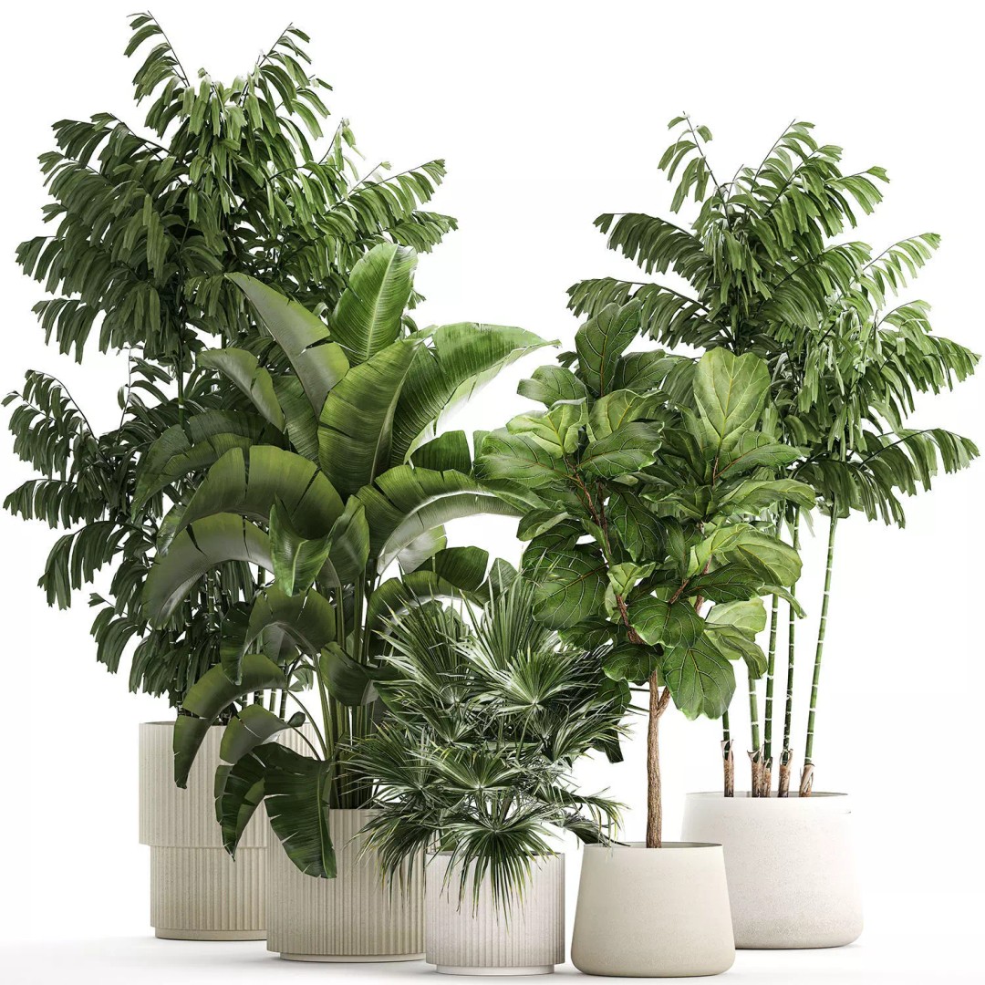 Realistic Potted Plants 3D Model – 20 Houseplants for Interior Decor, FBX - View 10