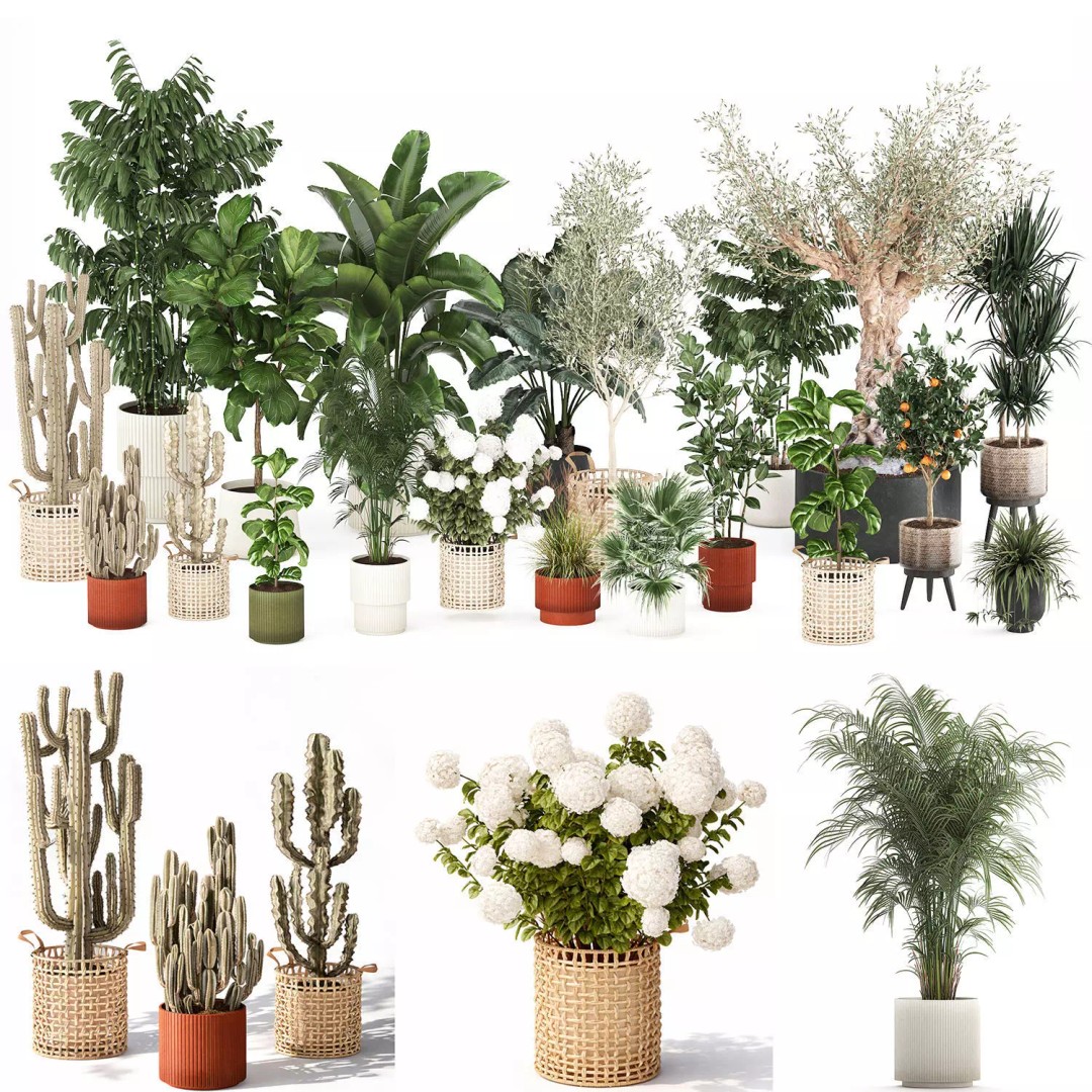 Realistic Potted Plants 3D Model – 20 Houseplants for Interior Decor, FBX - View 11