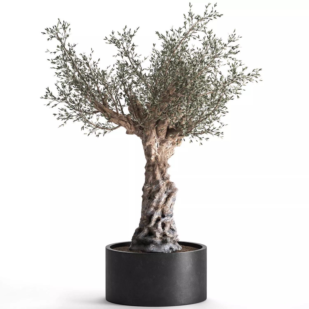 Realistic Potted Plants 3D Model – 20 Houseplants for Interior Decor, FBX - View 12