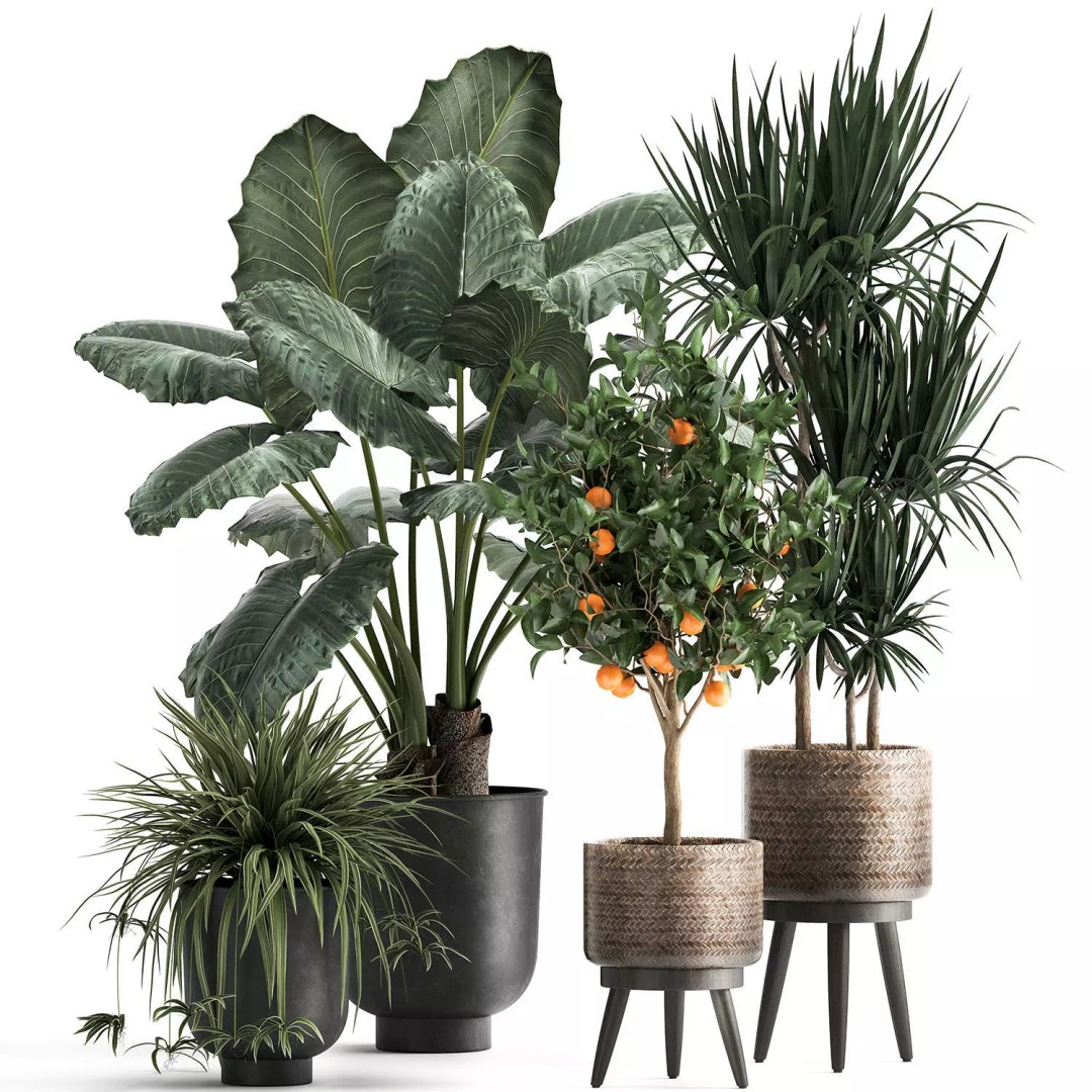 Realistic Potted Plants 3D Model – 20 Houseplants for Interior Decor, FBX - View 14