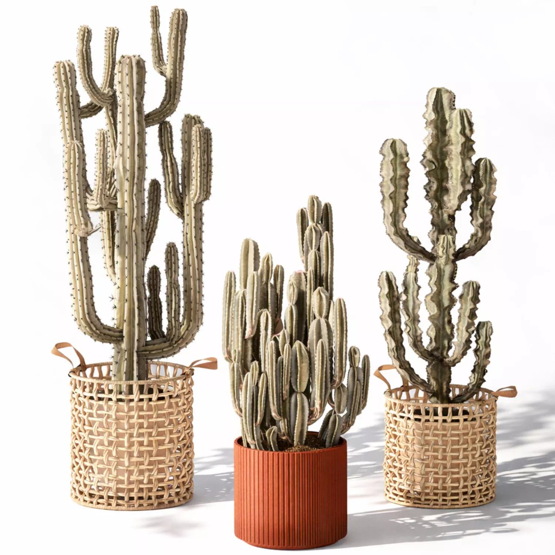 Realistic Potted Plants 3D Model – 20 Houseplants for Interior Decor, FBX - View 15