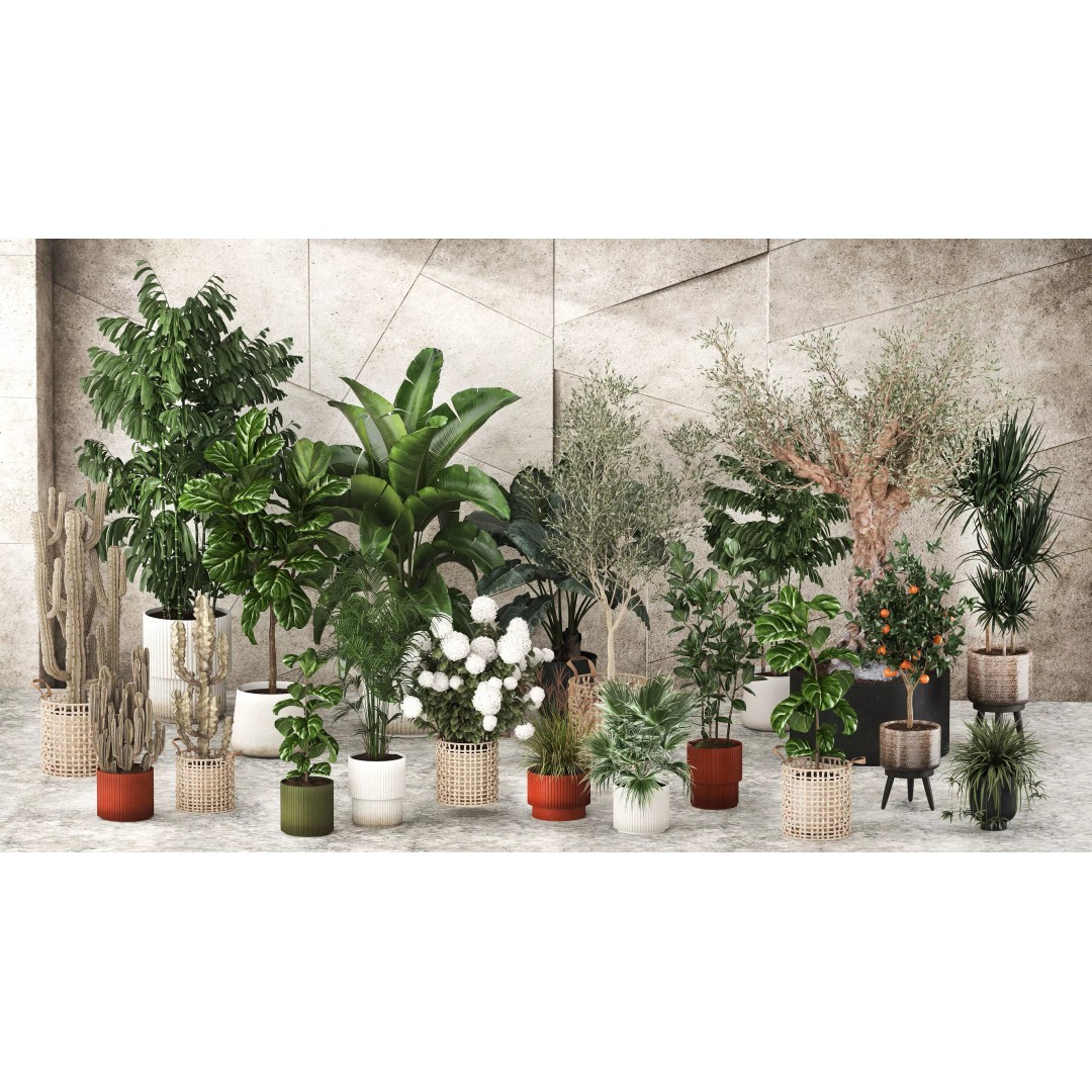 Realistic Potted Plants 3D Model – 20 Houseplants for Interior Decor, FBX - View 4