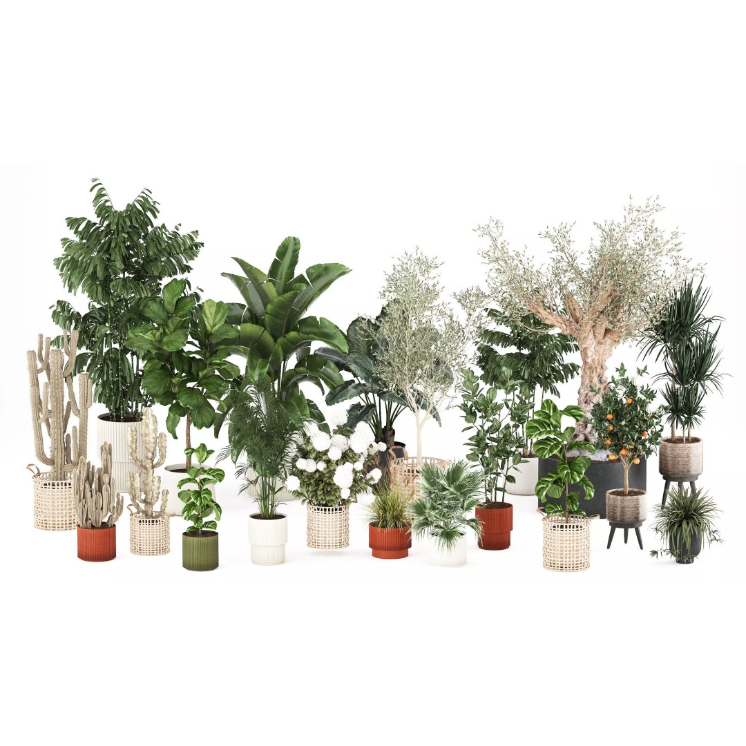 Realistic Potted Plants 3D Model – 20 Houseplants for Interior Decor, FBX - View 5