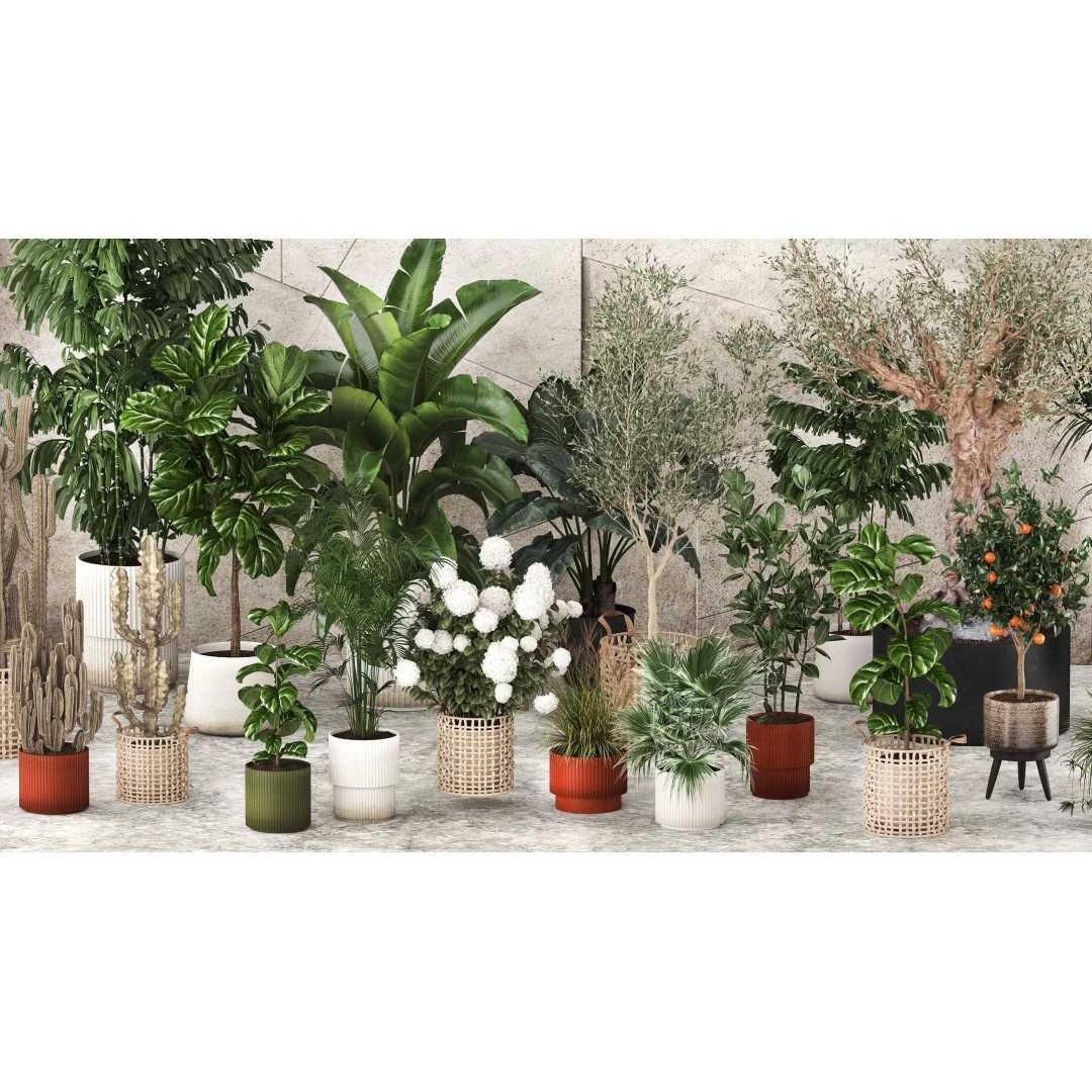 Realistic Potted Plants 3D Model – 20 Houseplants for Interior Decor, FBX - View 6
