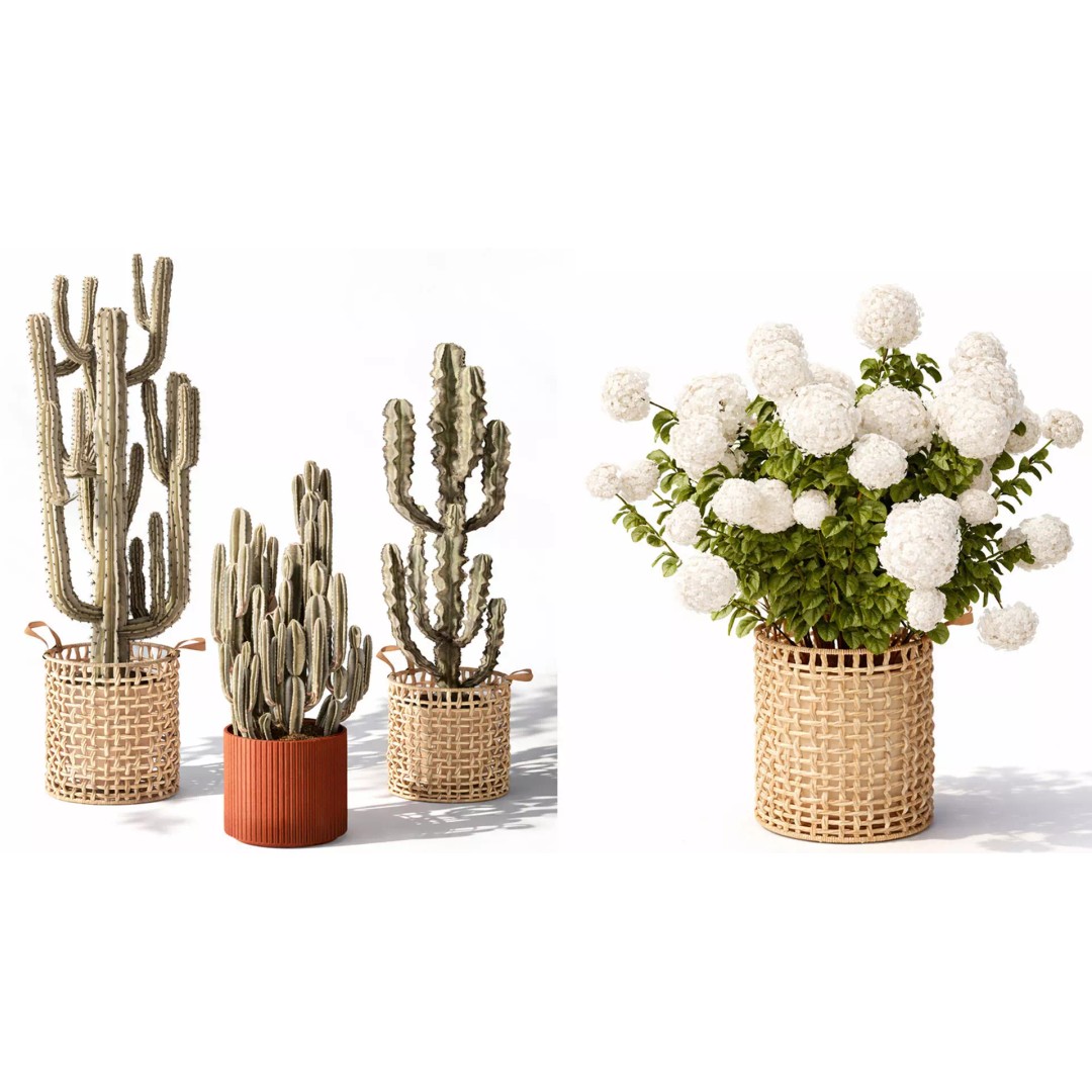 Realistic Potted Plants 3D Model – 20 Houseplants for Interior Decor, FBX - View 7