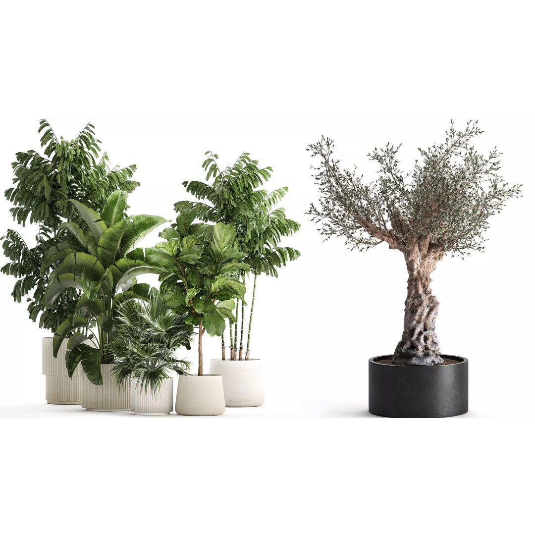 Realistic Potted Plants 3D Model – 20 Houseplants for Interior Decor, FBX - View 8