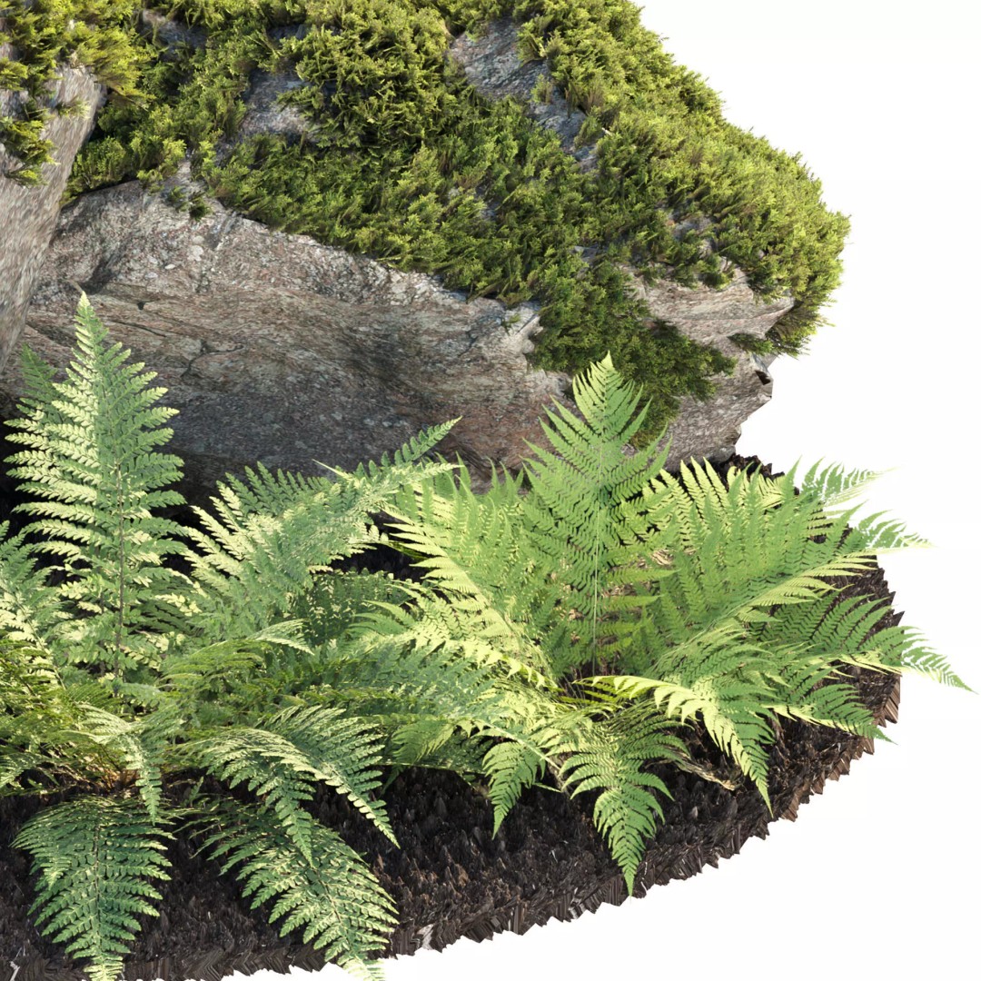Fern Plants and Mossy Rocks 3D Model – Realistic Garden Asset, FBX - View 5