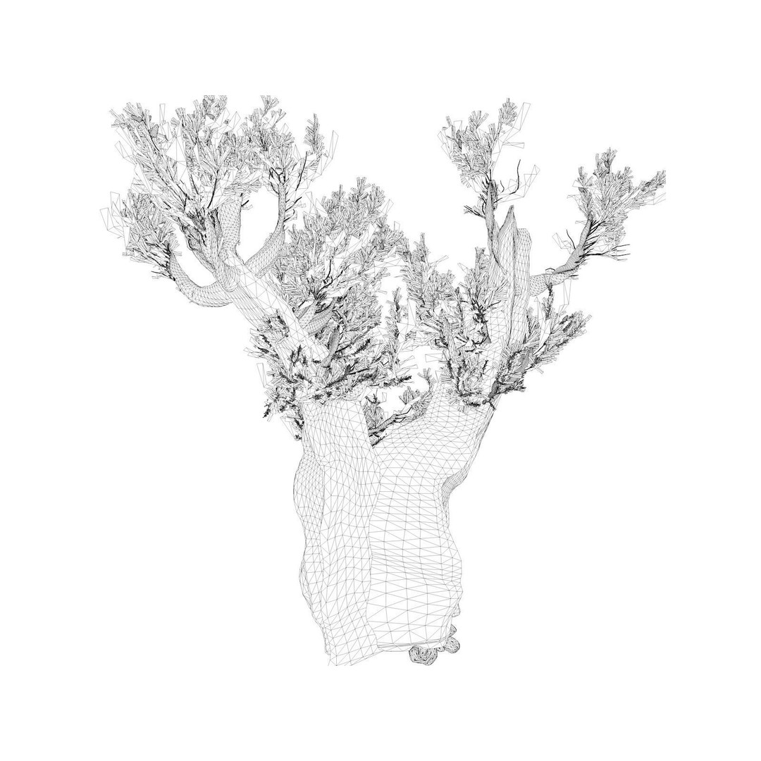 Bristlecone Pine Tree 3D Model – Photorealistic PBR Asset, FBX