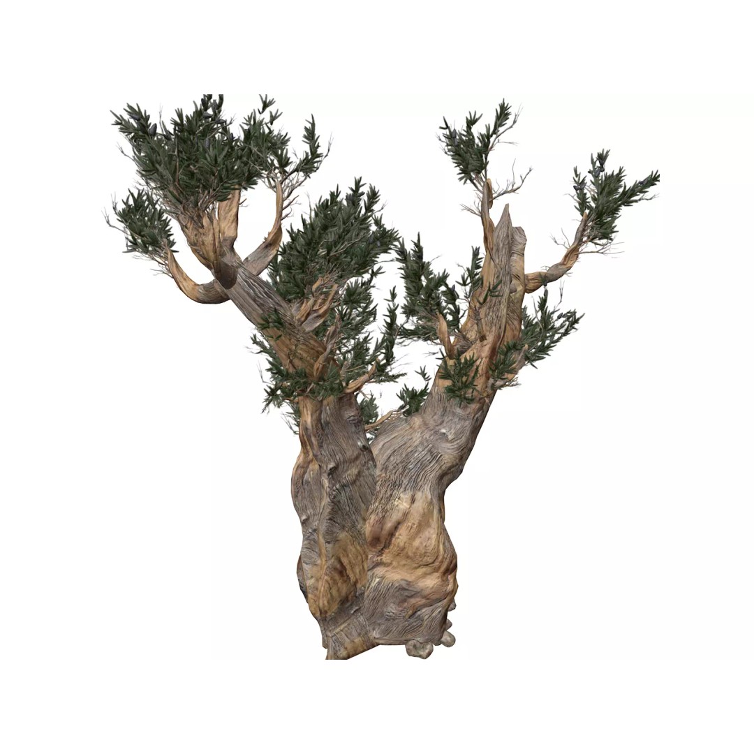 Bristlecone Pine Tree 3D Model – Photorealistic PBR Asset, FBX - View 2