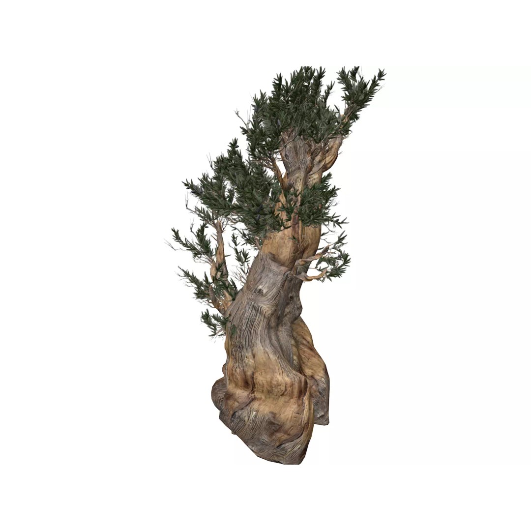 Bristlecone Pine Tree 3D Model – Photorealistic Game Asset, FBX - View 2