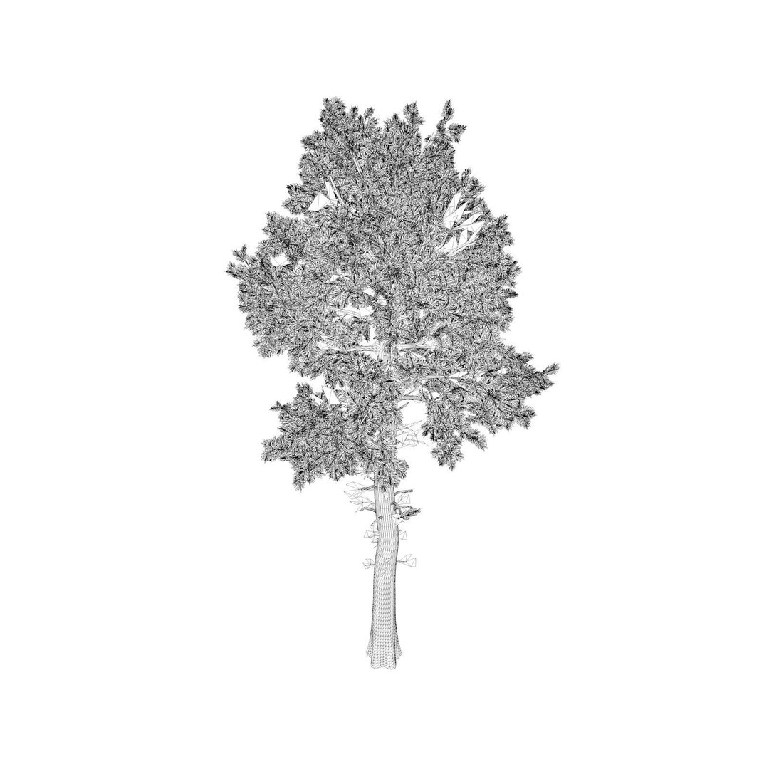 Loblolly Pine Tree 3D Model – Photorealistic Conifer Asset, FBX