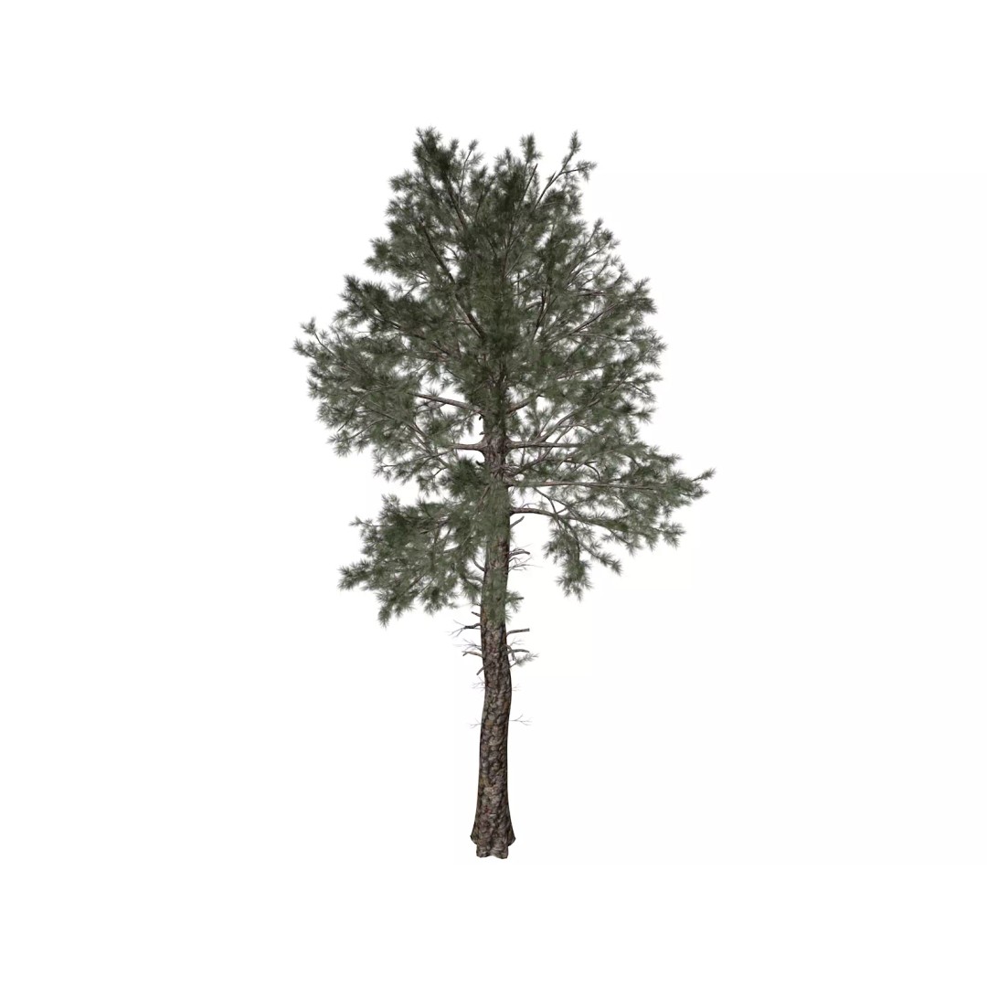 Loblolly Pine Tree 3D Model – Photorealistic Conifer Asset, FBX - View 2