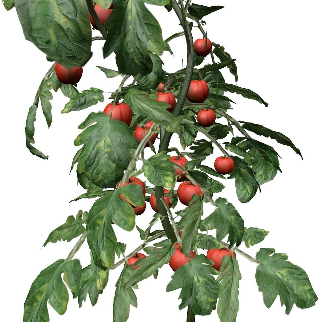 Tomato Plant 3D Model – Photorealistic Pot Plant, FBX