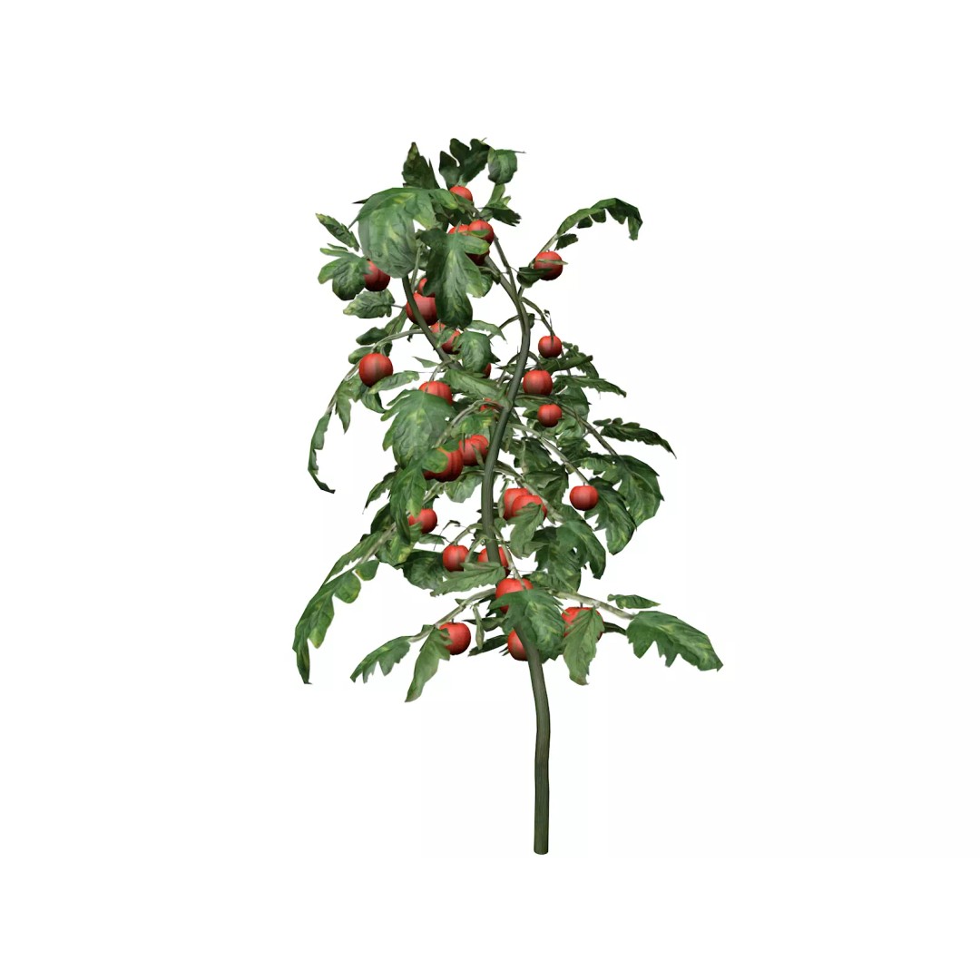 Tomato Plant 3D Model – Photorealistic Pot Plant, FBX - View 2