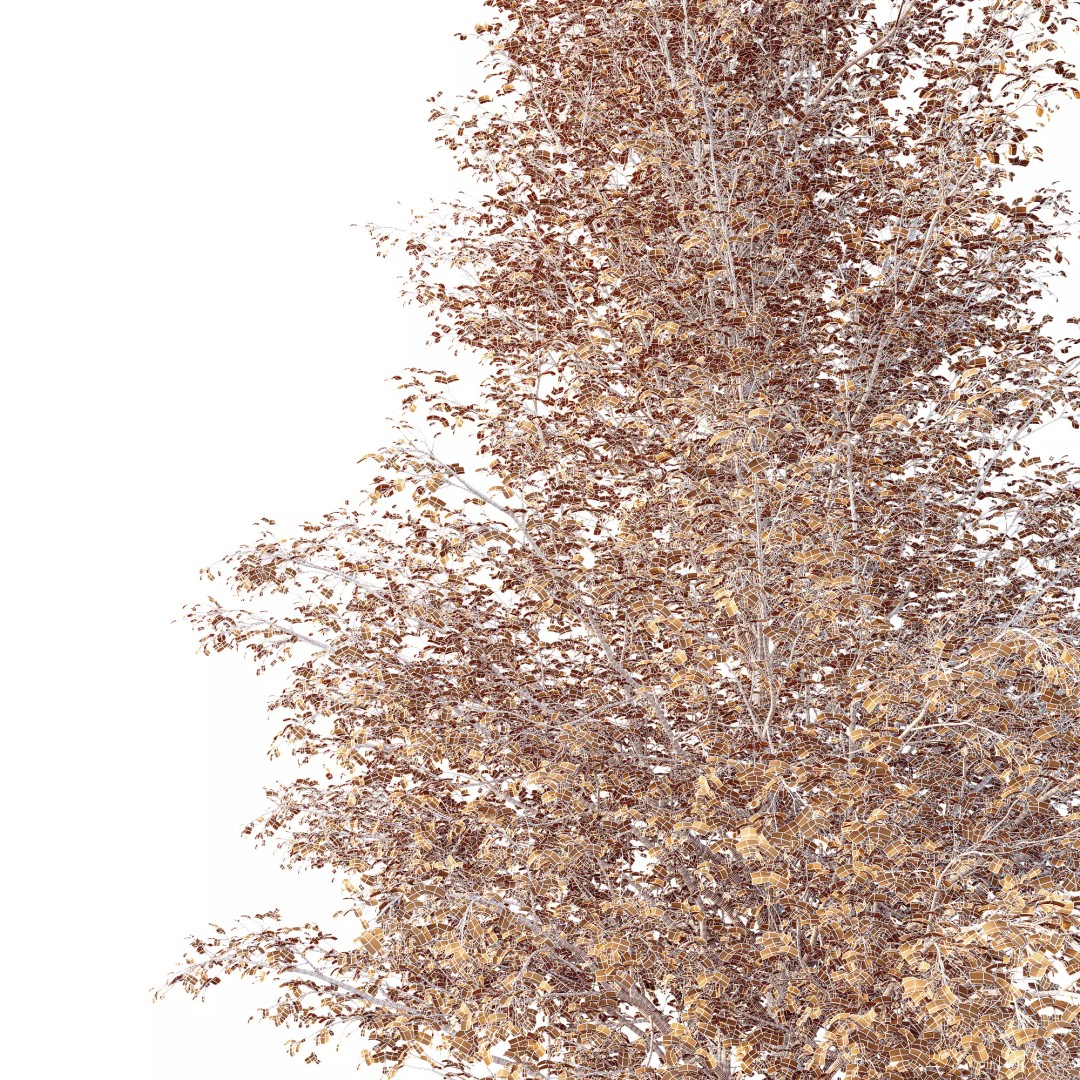 Alnus Glutinosa Tree 3D Model – Realistic Deciduous Tree for Archviz