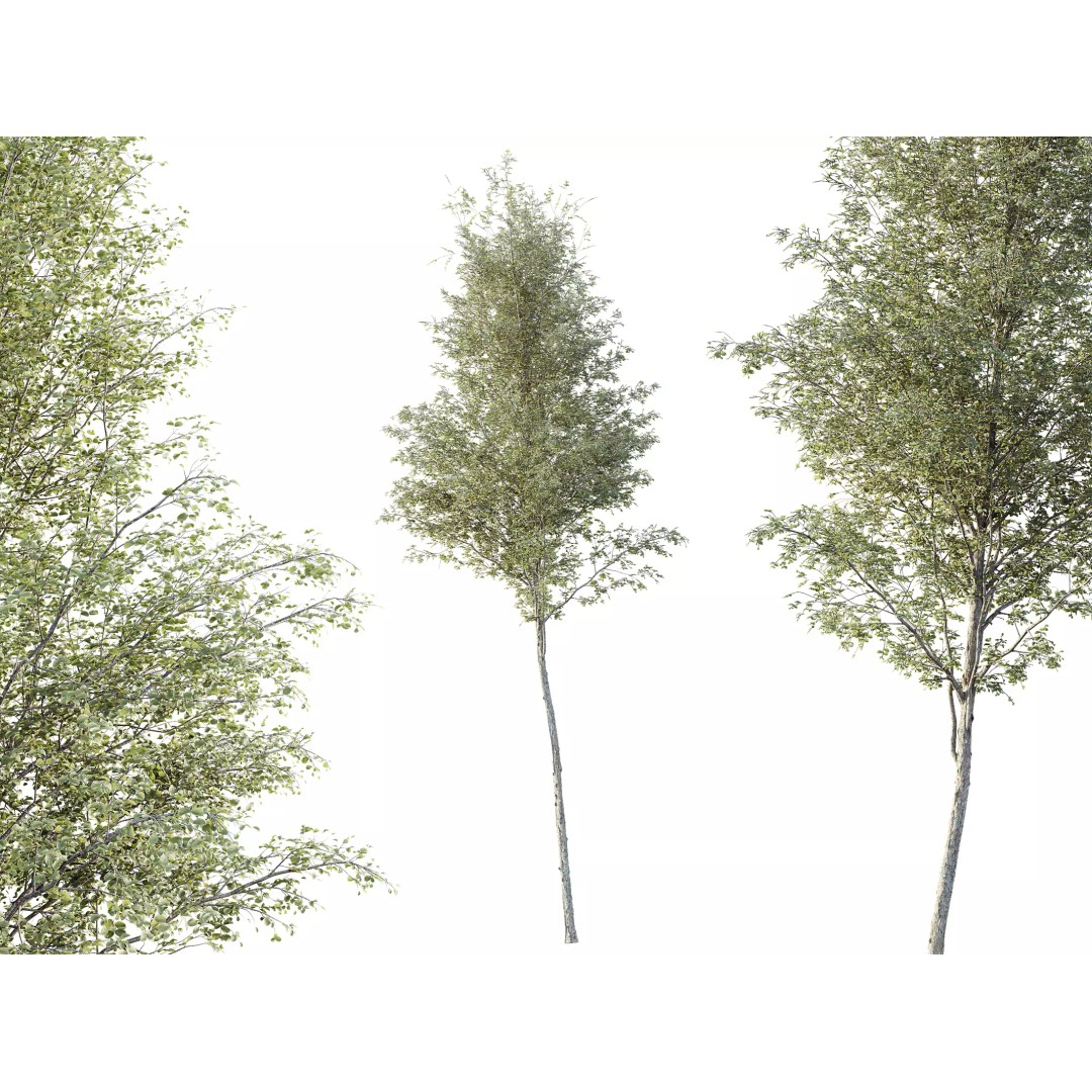 Alnus Glutinosa Tree 3D Model – Realistic Deciduous Tree for Archviz - View 2