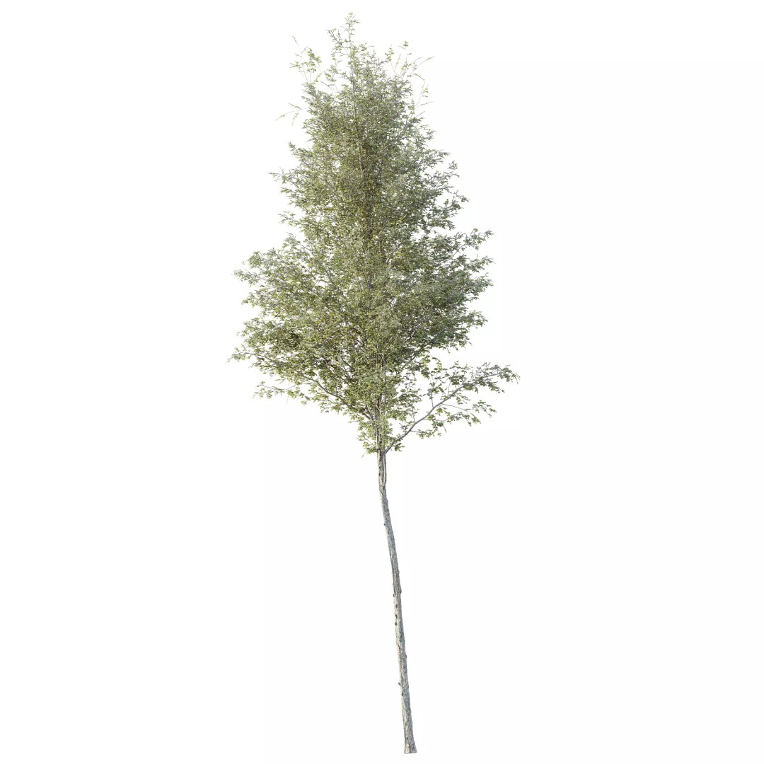 Alnus Glutinosa Tree 3D Model – Realistic Deciduous Tree for Archviz - View 3