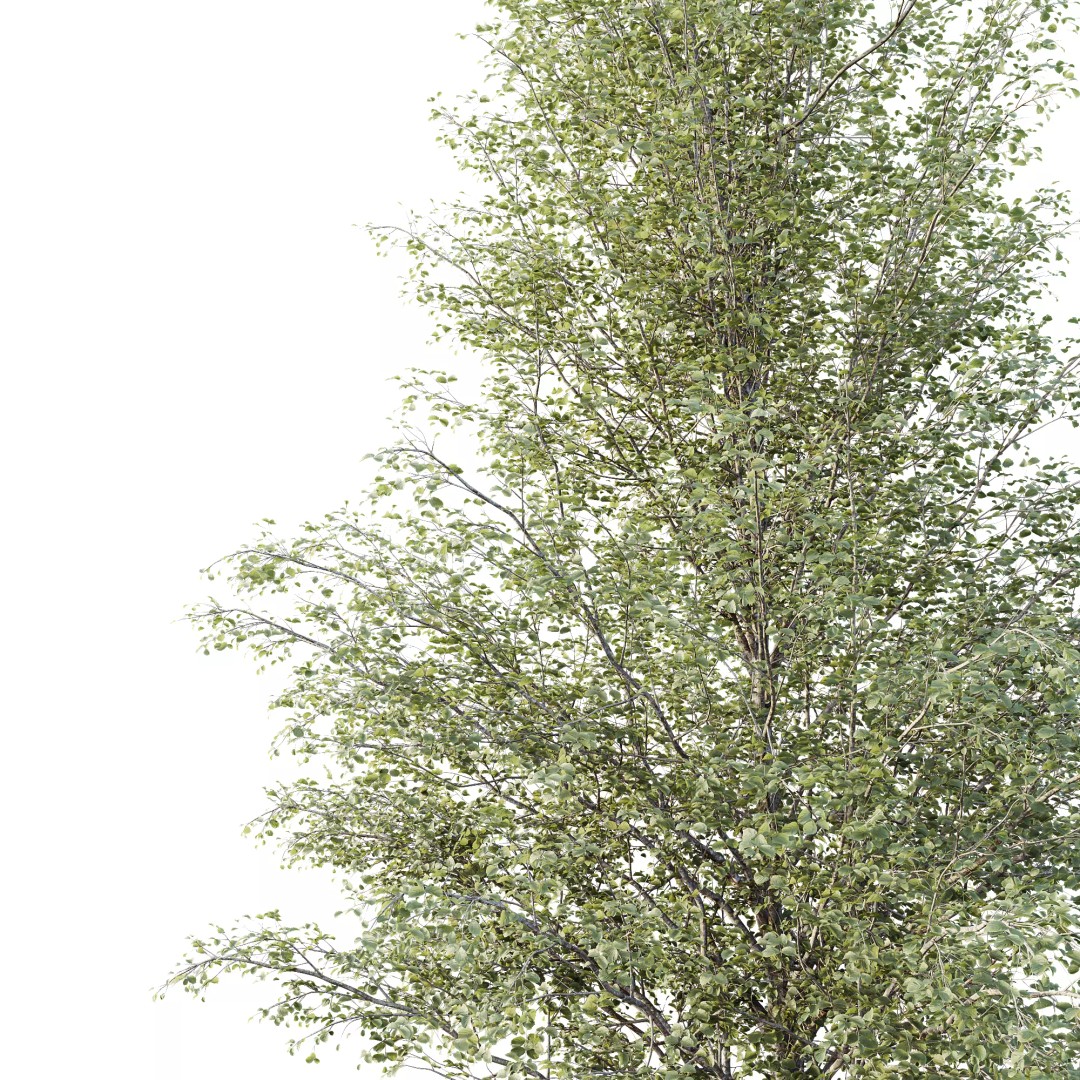 Alnus Glutinosa Tree 3D Model – Realistic Deciduous Tree for Archviz - View 4