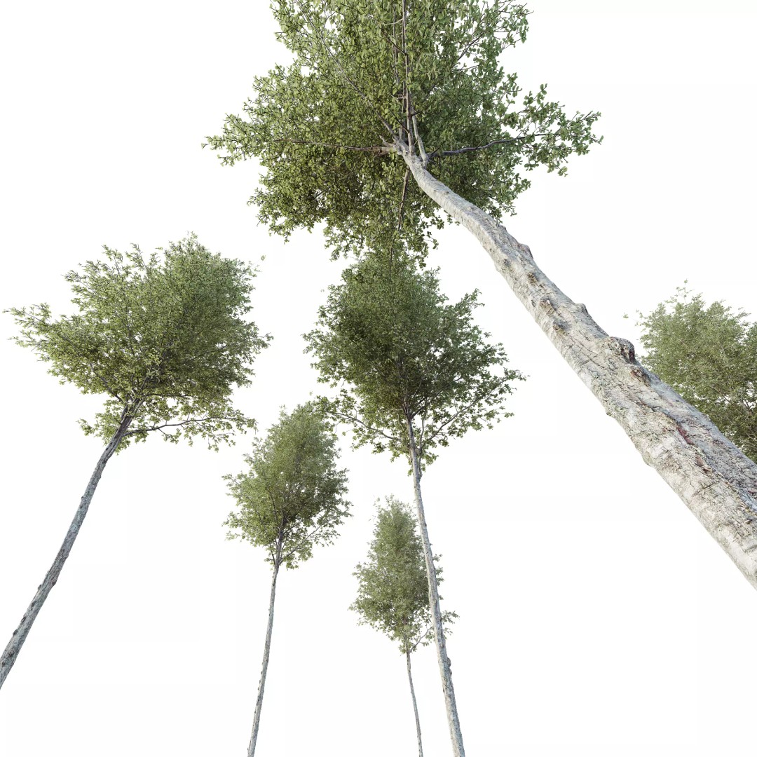 Alnus Glutinosa Tree 3D Model – Realistic Deciduous Tree for Archviz - View 5