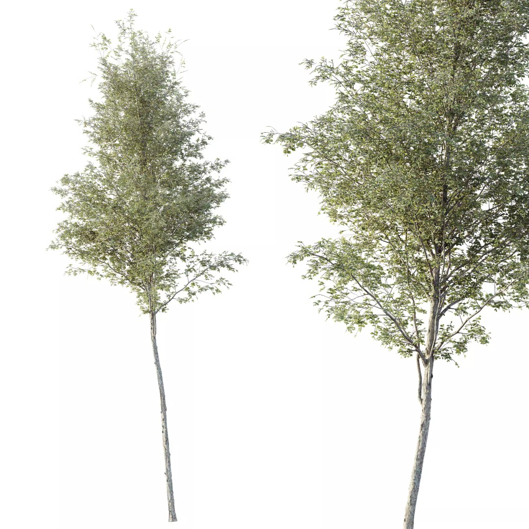 Alnus Glutinosa Tree 3D Model – Realistic Deciduous Tree for Archviz - View 6
