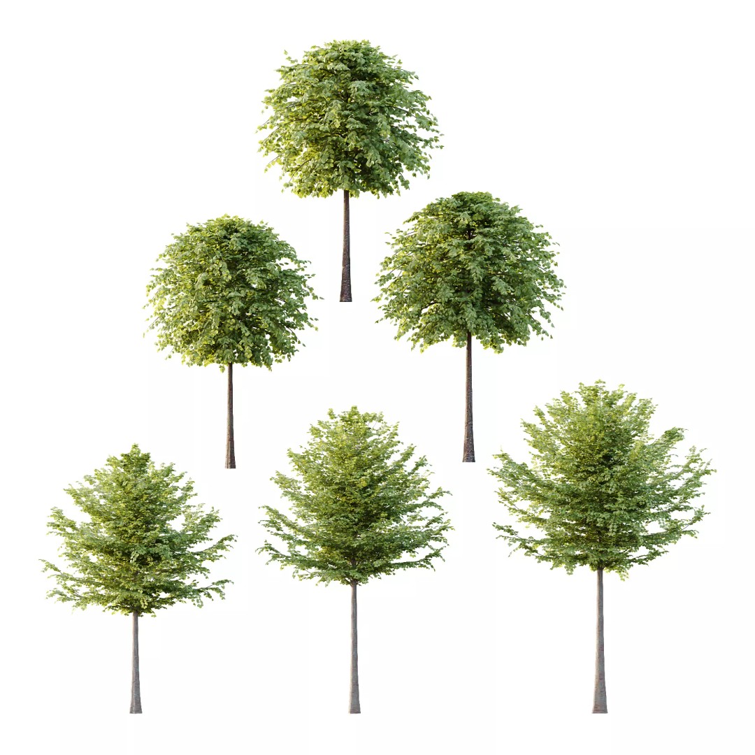 Tilia Platyphyllos Tree 3D Model – High Poly PBR Asset, FBX/OBJ - View 2