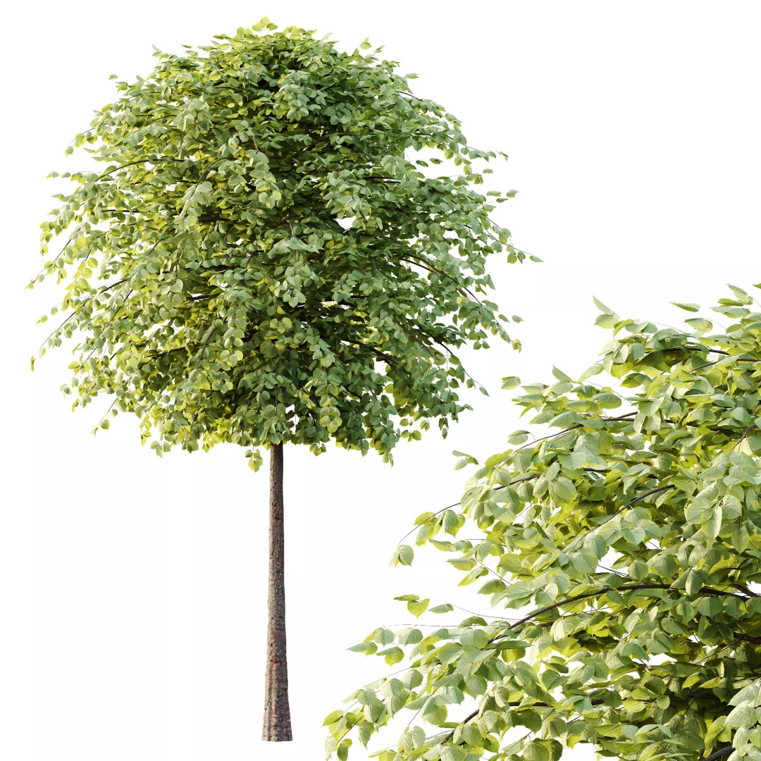 Tilia Platyphyllos Tree 3D Model – High Poly PBR Asset, FBX/OBJ - View 3