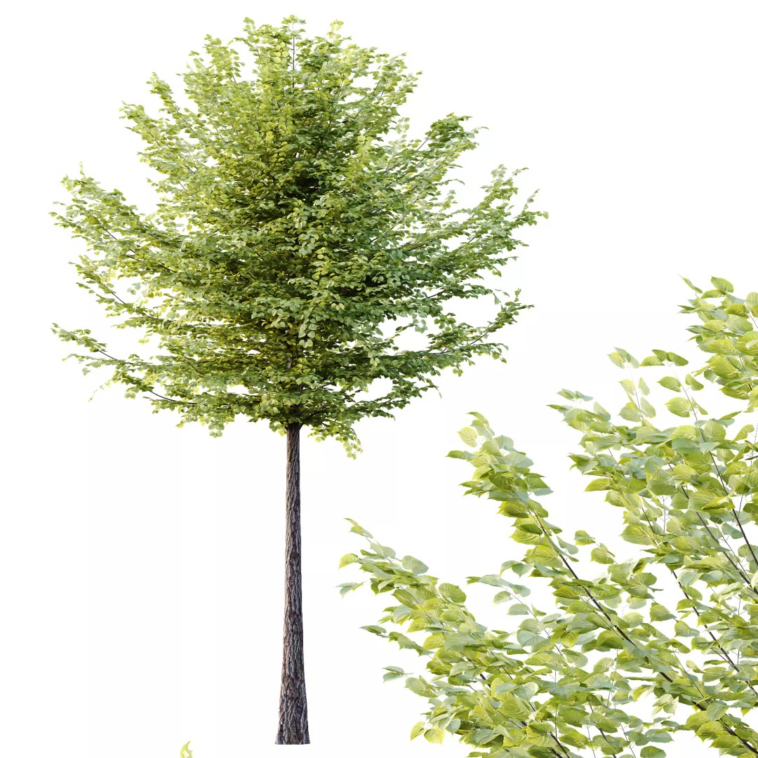 Tilia Platyphyllos Tree 3D Model – High Poly PBR Asset, FBX/OBJ - View 4