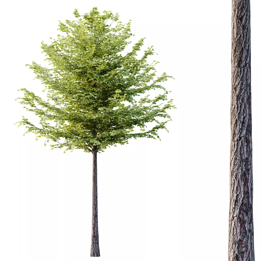 Tilia Platyphyllos Tree 3D Model – High Poly PBR Asset, FBX/OBJ - View 5