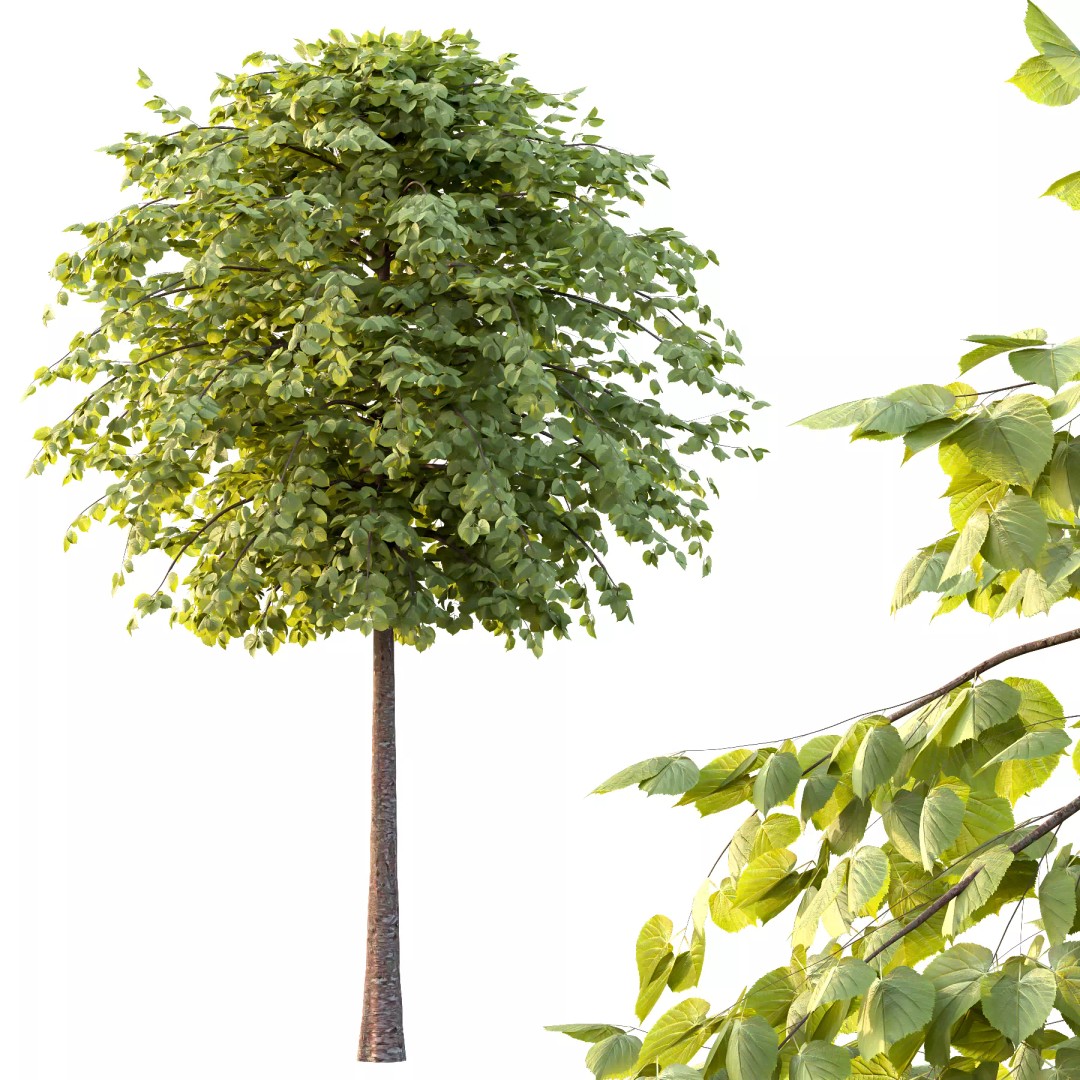 Tilia Platyphyllos Tree 3D Model – High Poly PBR Asset, FBX/OBJ - View 6