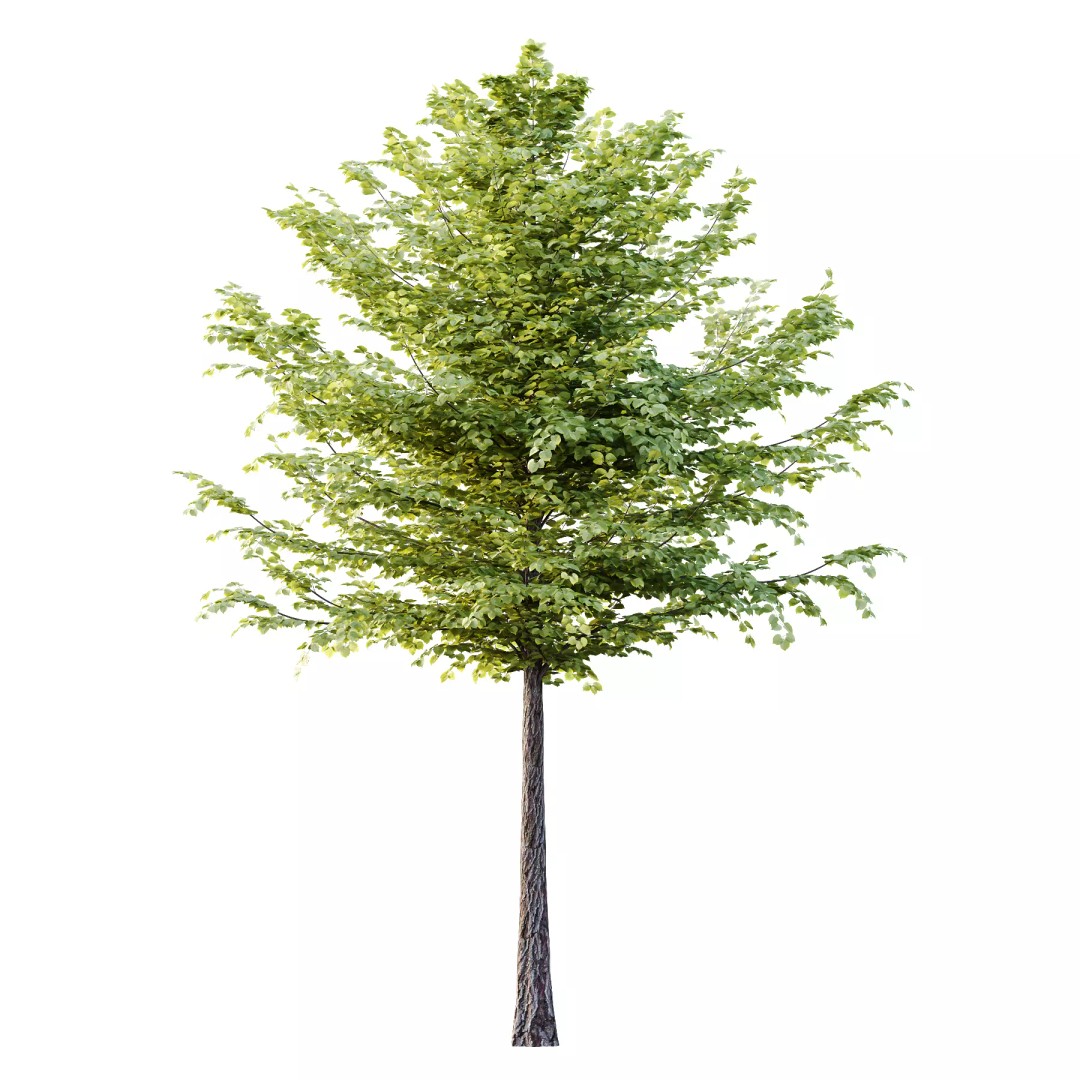 Tilia Platyphyllos Tree 3D Model – High Poly PBR Asset, FBX/OBJ - View 7