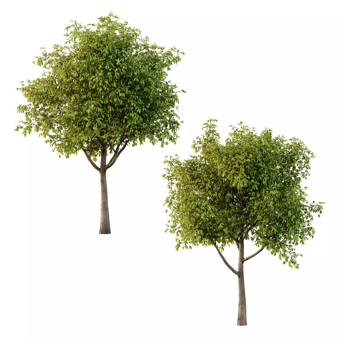 Prunus Pseudocerasus Fruit Tree 3D Model – High Poly PBR Asset, FBX & OBJ - View 2