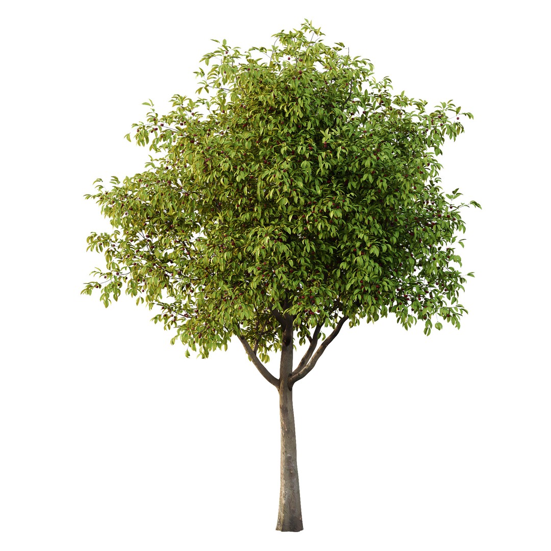 Prunus Pseudocerasus Fruit Tree 3D Model – High Poly PBR Asset, FBX & OBJ - View 3