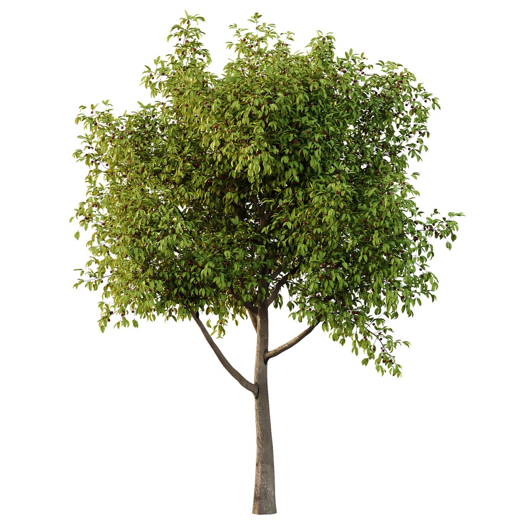 Prunus Pseudocerasus Fruit Tree 3D Model – High Poly PBR Asset, FBX & OBJ - View 4