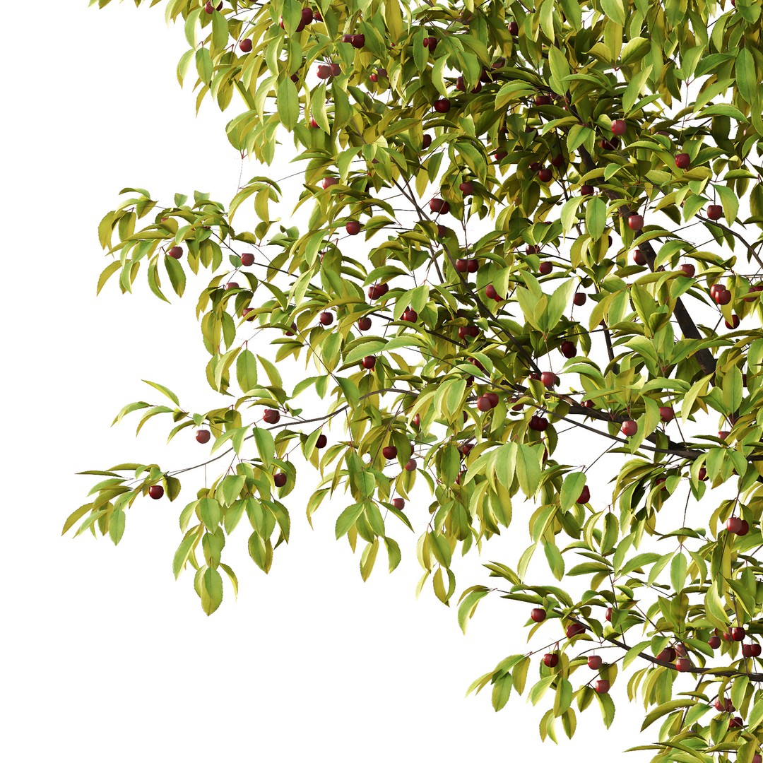 Prunus Pseudocerasus Fruit Tree 3D Model – High Poly PBR Asset, FBX & OBJ - View 5