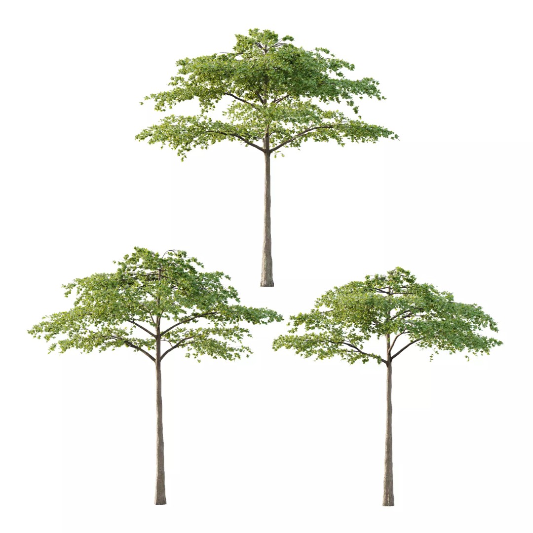 Acer Pseudoplatanus Tree 3D Model – High Poly PBR Asset, FBX & OBJ - View 2