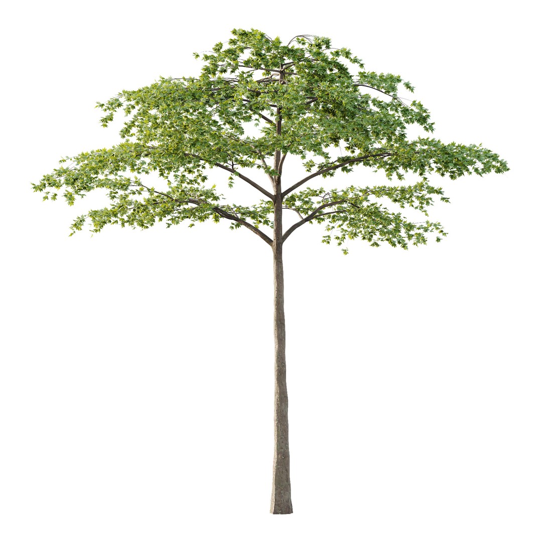 Acer Pseudoplatanus Tree 3D Model – High Poly PBR Asset, FBX & OBJ - View 3