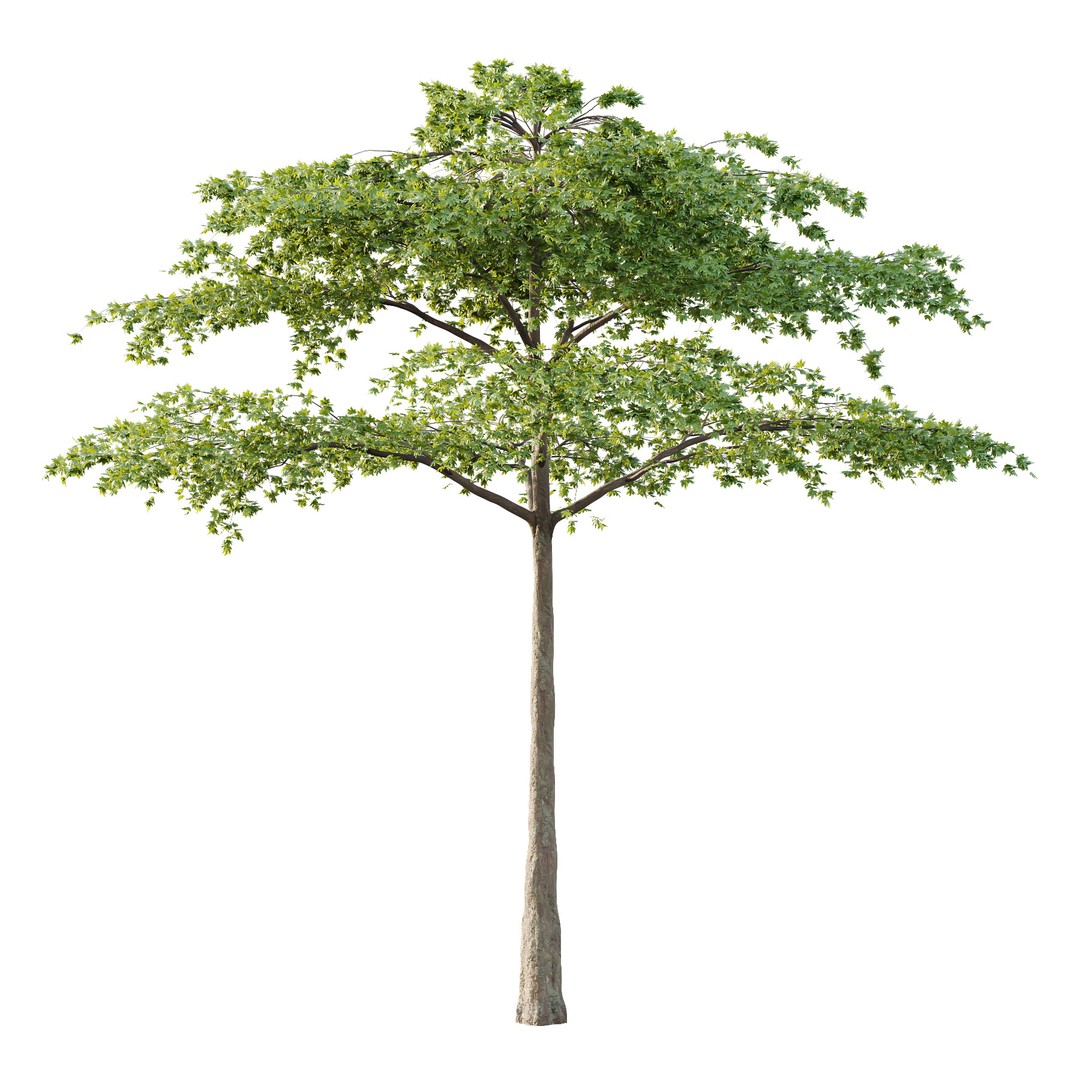 Acer Pseudoplatanus Tree 3D Model – High Poly PBR Asset, FBX & OBJ - View 4