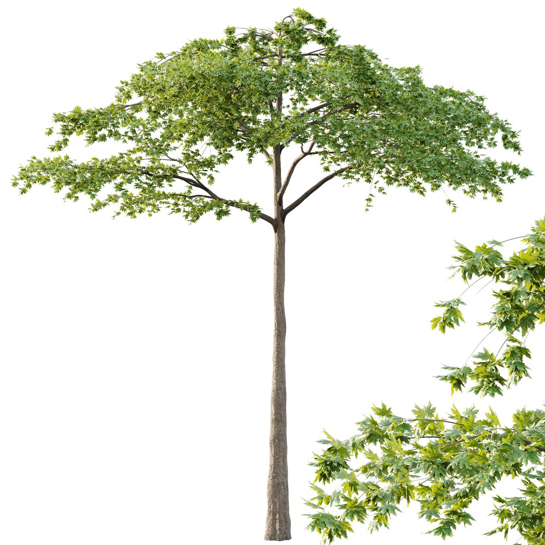 Acer Pseudoplatanus Tree 3D Model – High Poly PBR Asset, FBX & OBJ - View 5