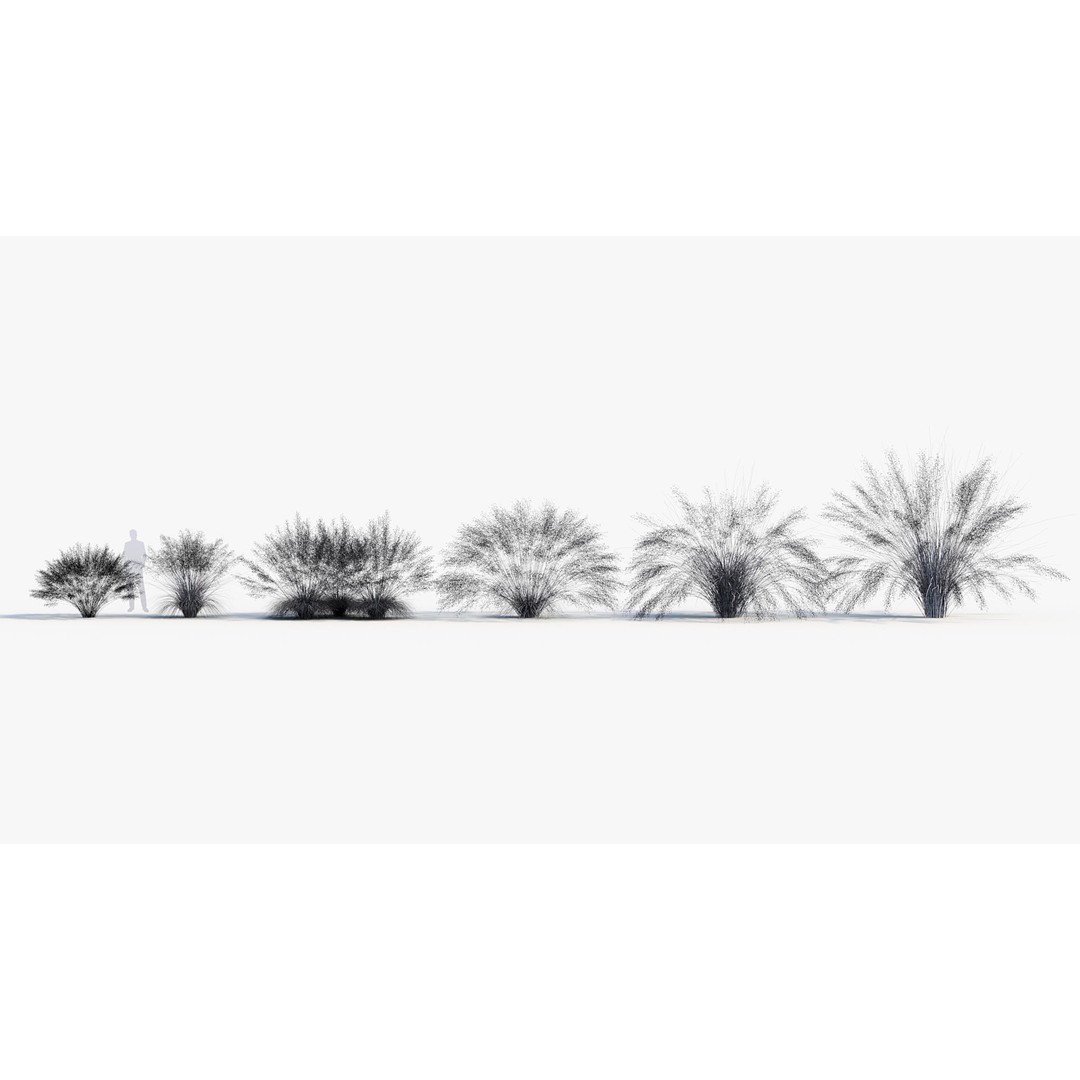 Muhly Grass 3D Model – Realistic Botanical Asset, FBX & OBJ Formats - View 10