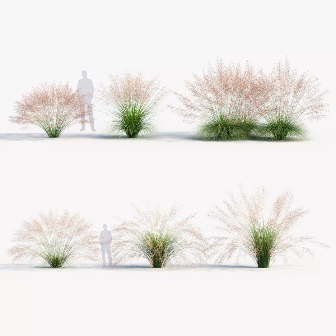 Muhly Grass 3D Model – Realistic Botanical Asset, FBX & OBJ Formats - View 2