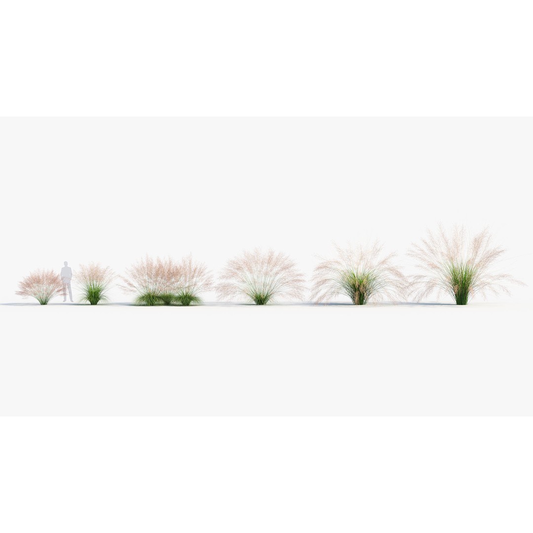 Muhly Grass 3D Model – Realistic Botanical Asset, FBX & OBJ Formats - View 3