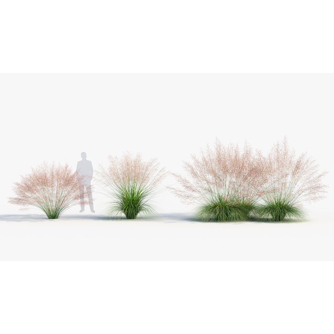 Muhly Grass 3D Model – Realistic Botanical Asset, FBX & OBJ Formats - View 4