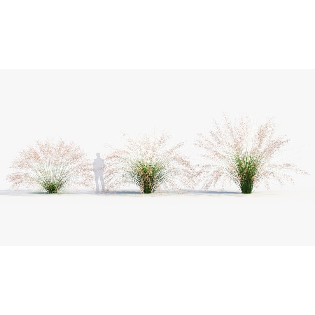 Muhly Grass 3D Model – Realistic Botanical Asset, FBX & OBJ Formats - View 5
