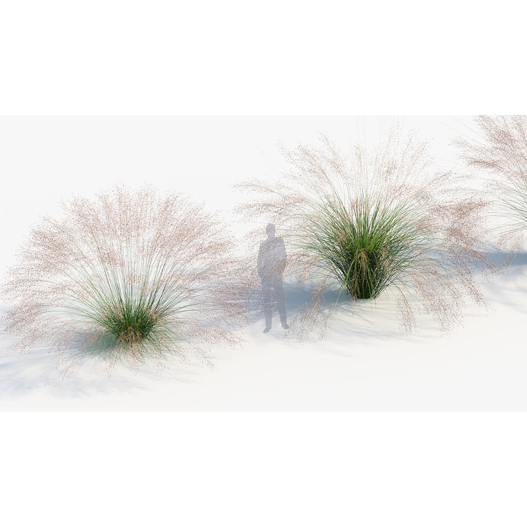 Muhly Grass 3D Model – Realistic Botanical Asset, FBX & OBJ Formats - View 6