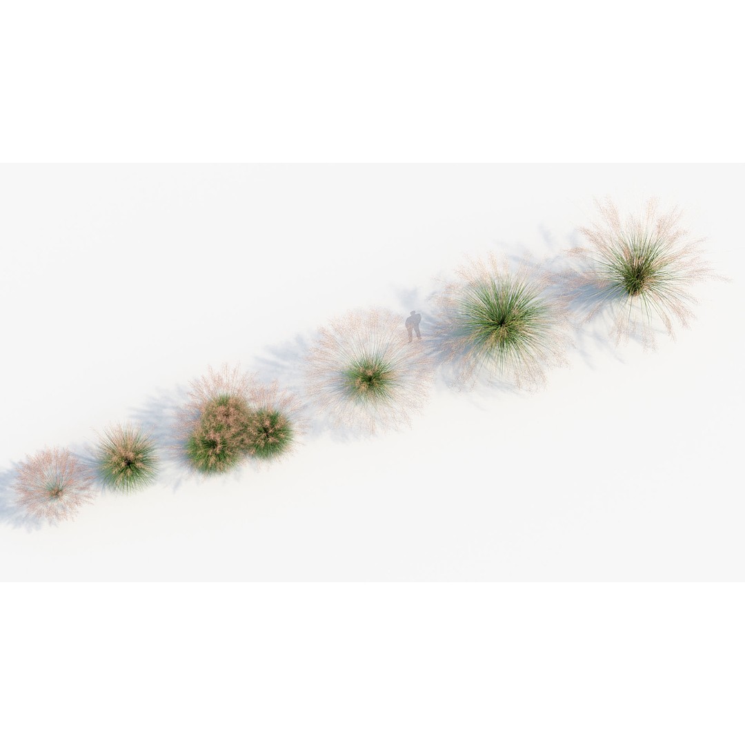 Muhly Grass 3D Model – Realistic Botanical Asset, FBX & OBJ Formats - View 7
